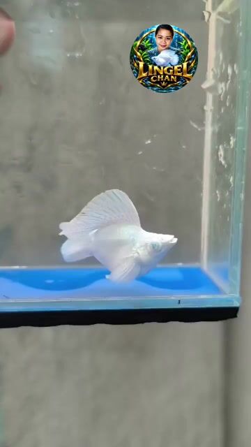 Video from Lingel Chan's post