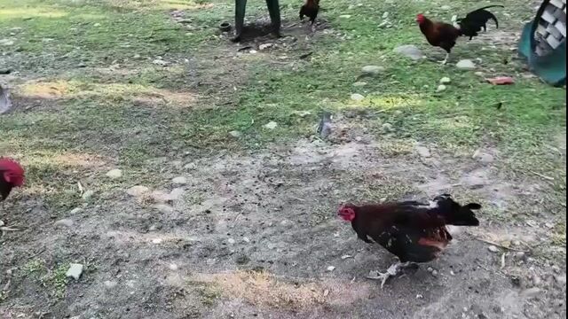 Video from Sherbien Villegas's post