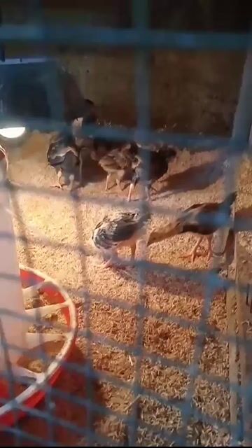Video from Clyde Jenava Chatima Gamefarm's post