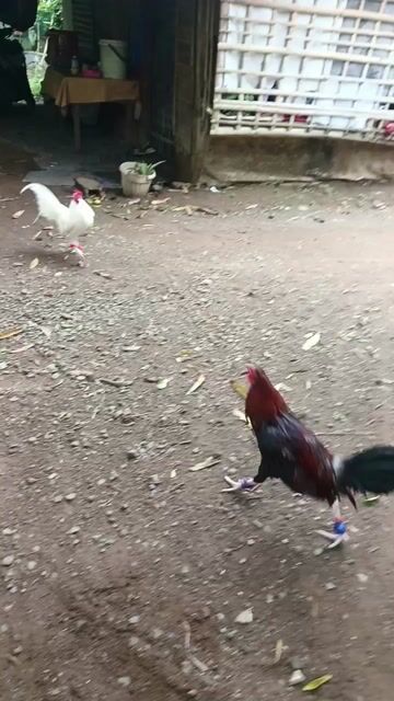Video from Nicolas Basa Jr's post