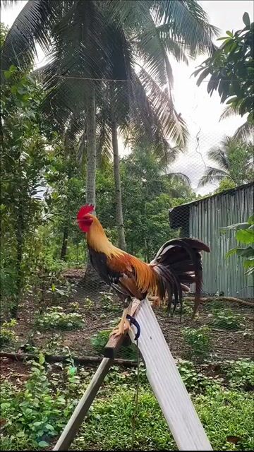 Video from Alejan’s Gamefowl's post