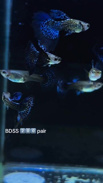 Video from FISH AND TUBS's post