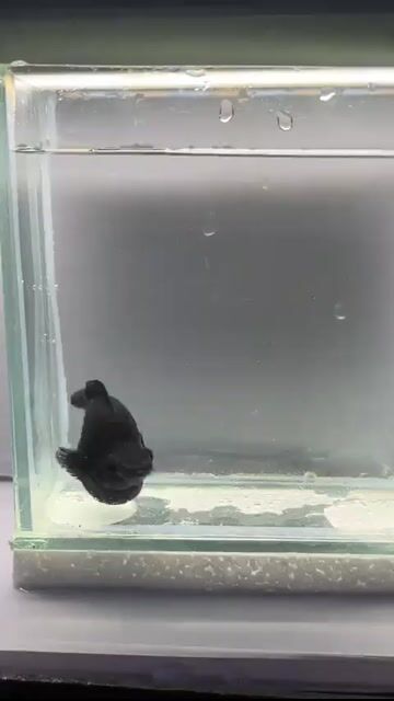 Video from FishRa Aquatic's post