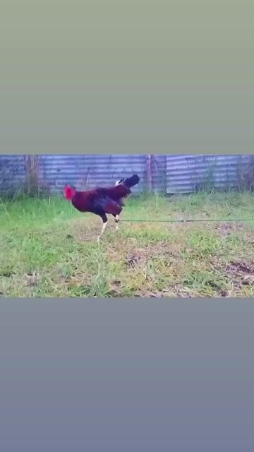 Video from Oscar Phillip Limpio's post