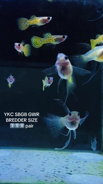Video from FISH AND TUBS's post