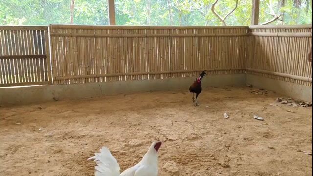 Video from Franz Jay P. Kampitan's post