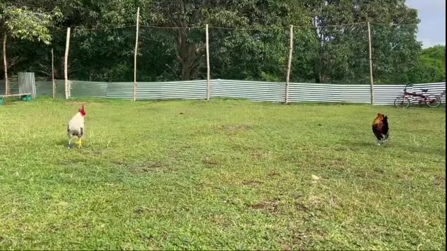 Video from McRoad Islander GameFarm's post