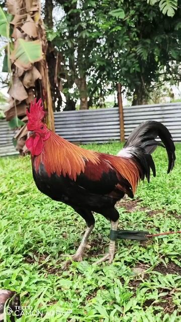 Video from Aizen Gamefowl's post