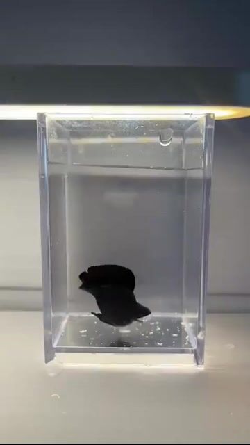 Video from FishRa Aquatic's post