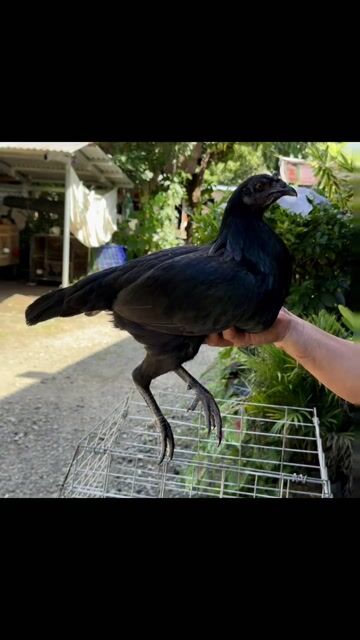 Video from Palasak back yard's post