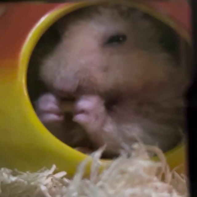 Video from NL's post