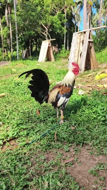 Video from Karl Bustillo's post