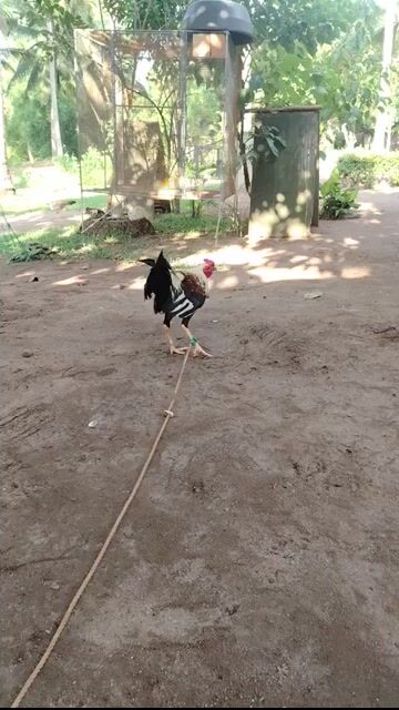 Video from Christian Bagnes's post