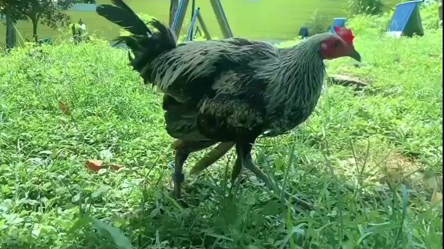Video from Prof. Jhop Gamefarm's post