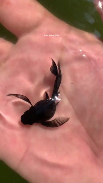 Video from Good Balloon Molly's post