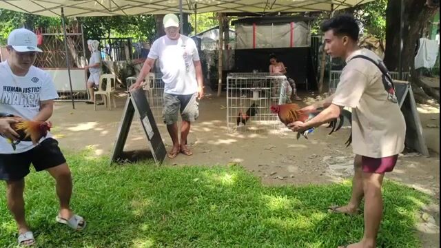 Video from MANBAGNAM BREEDER's post