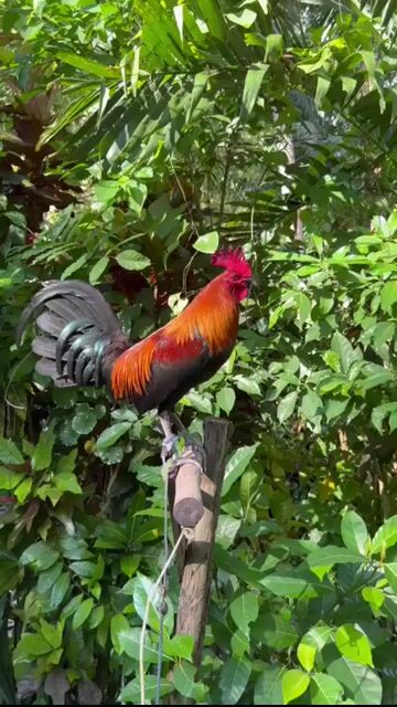 Video from Alcordo Bros's post