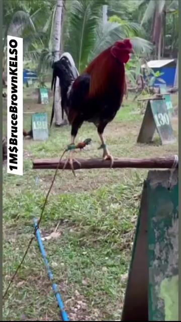 Video from JSC Diamond Gamefarm's post