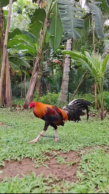 Video from GDB GAMEYARD's post