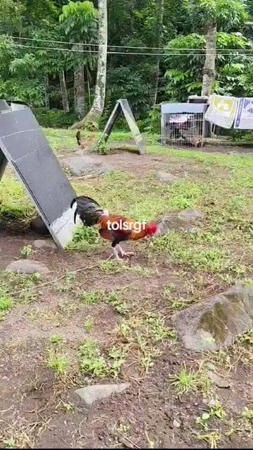 Video from EDGAR ADAYA's post