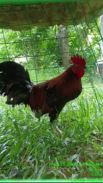 Video from ZAMARA Gamefarm's post