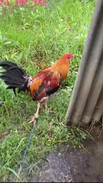 Video from JSS_Line Backyard's post