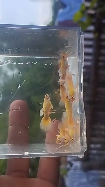 Video from Marck Noriel P. Rollo's post