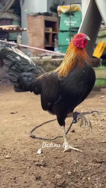 Video from Roy Janrick Dimas's post