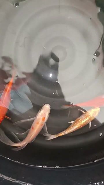 Video from Henry Jr L Navares's post