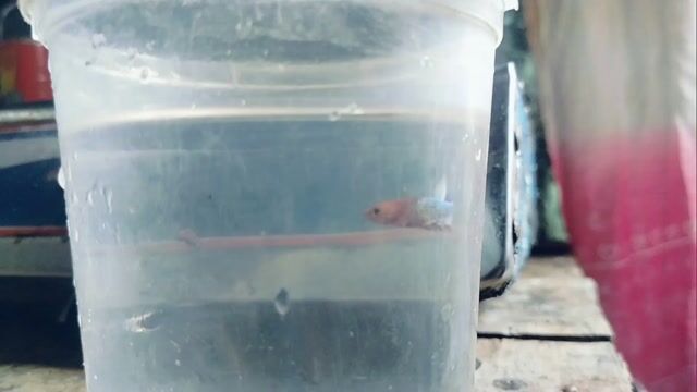 Video from JP Betta Fish's post