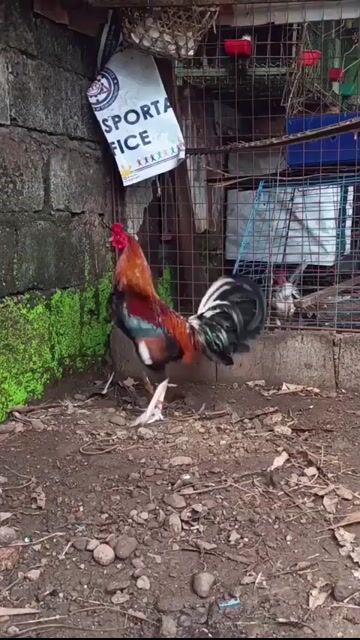 Video from E.A. Surtido gf's post