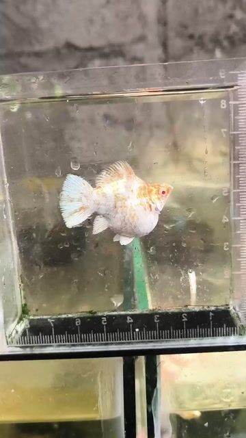 Video from Dans fishdaan's post