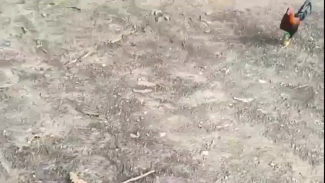 Video from AnakNiTiting Gamefowl (ANT)'s post