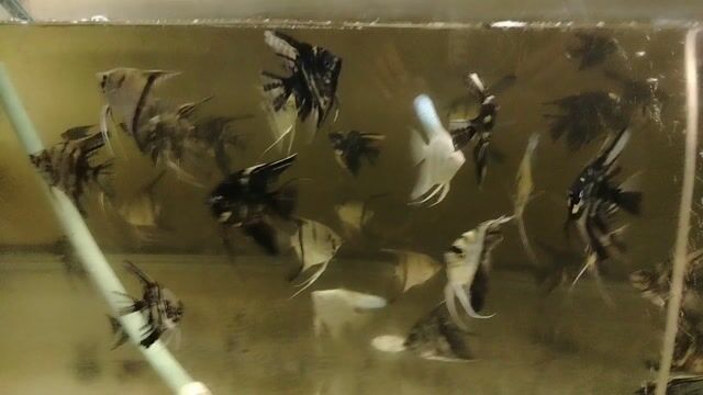 Video from Arvin Dimzon's post