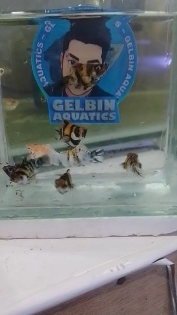 Video from Robin Albuero's post