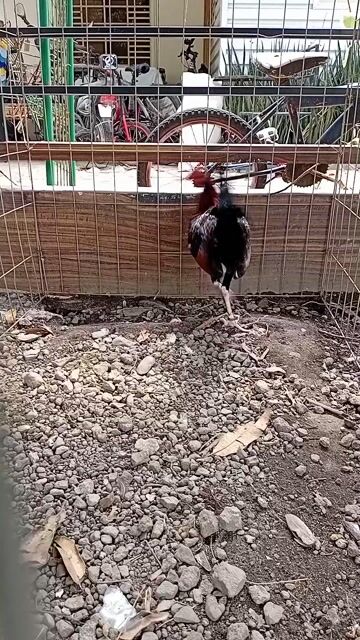 Video from Harmon Lamparas's post