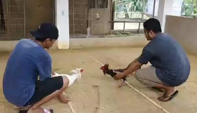 Video from AnakNiTiting Gamefowl (ANT)'s post