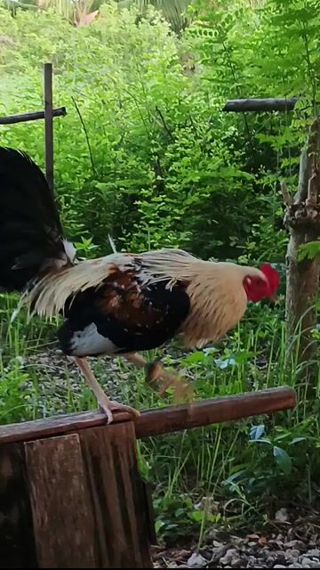 Video from giovanni omega's post