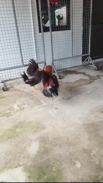 Video from Mark Breeder Gf's post