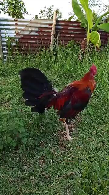 Video from TrebNathan08's post