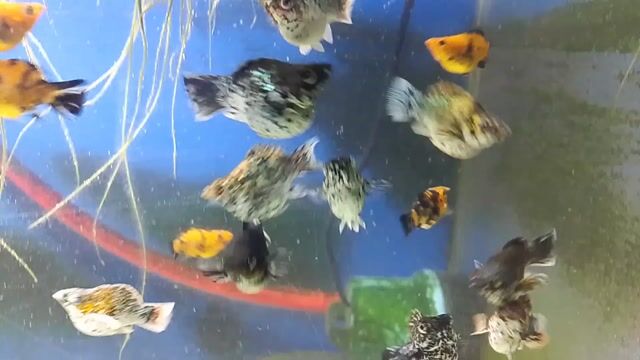 Video from Virgo Aquatic's post