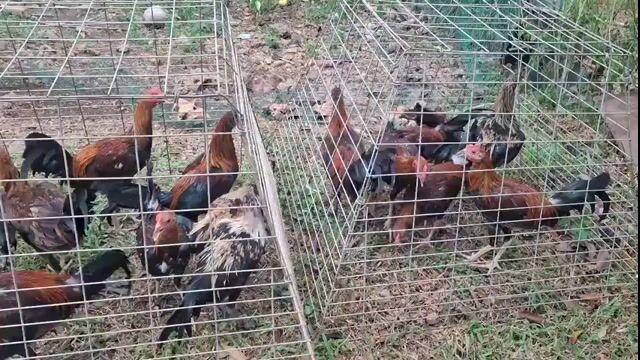 Video from Manok bisaya's post