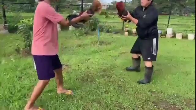 Video from Don F Farm's post