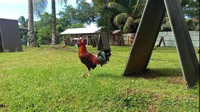 Video from Griffin Gamefarm's post