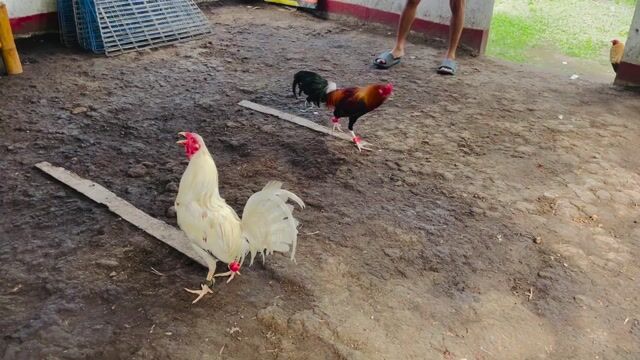Video from Strongfoot gamebirds's post
