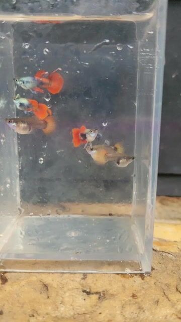 Video from isaac alarma's post