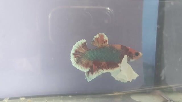 Video from BlackPrince Aquarista's post