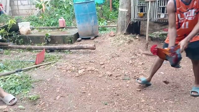 Video from Maestro Gamefowl's post