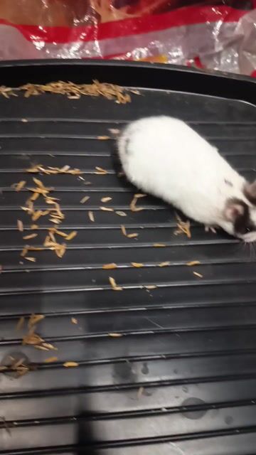 Video from Ethans Hamstery's post