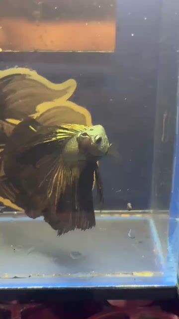Video from Betta Prince's post